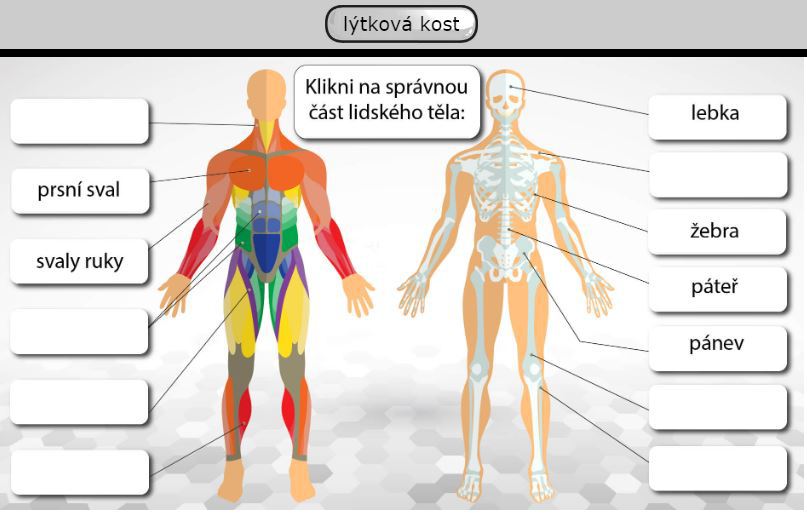 ukazka testu lebka